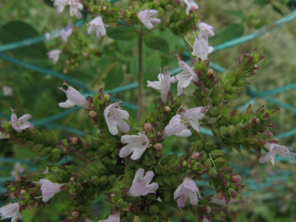Timo?  No, Origanum majorana