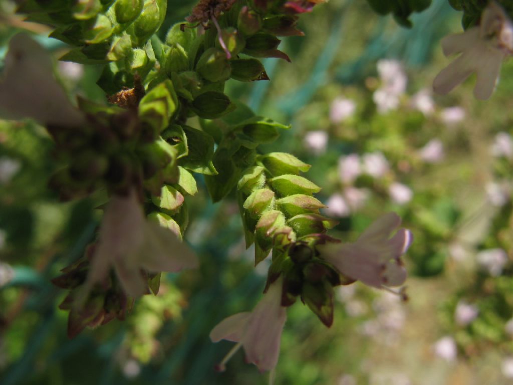 Timo?  No, Origanum majorana