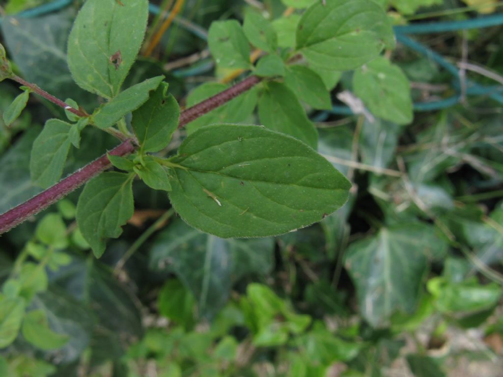 Timo?  No, Origanum majorana