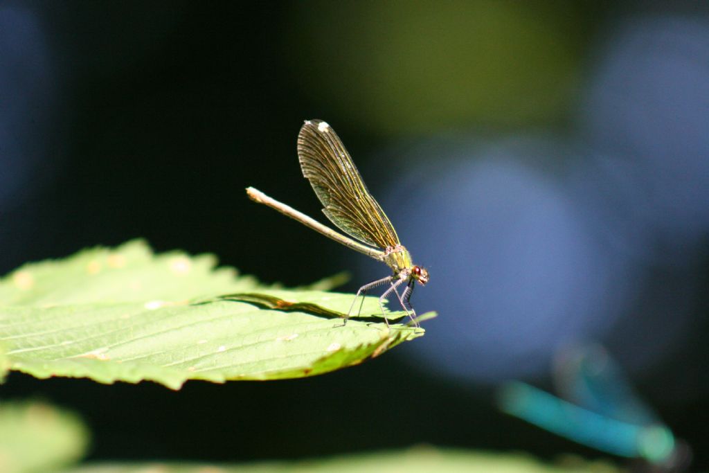 Calopteryx splendens con occhio rosso?  S,  femmina