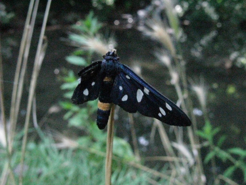 Quale Amata?  Amata phegea