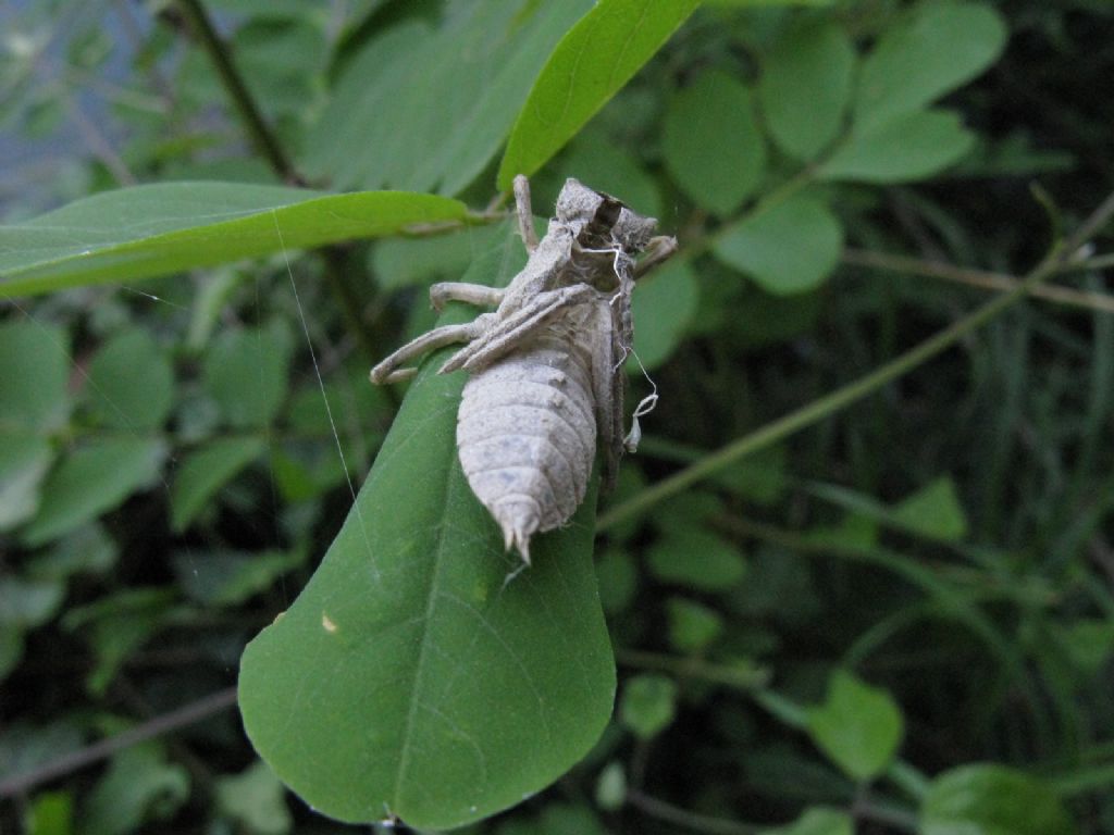 Exuvia di Libellula fulva? no, di Orthetrum, prob. cancellatum