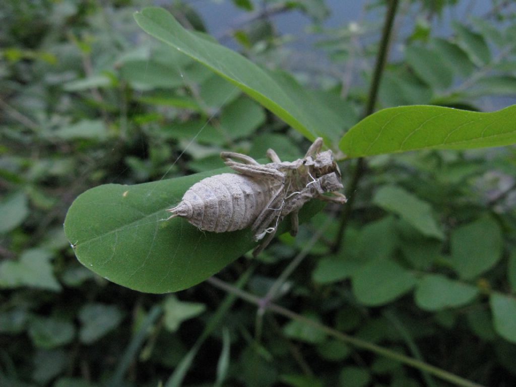 Exuvia di Libellula fulva? no, di Orthetrum, prob. cancellatum