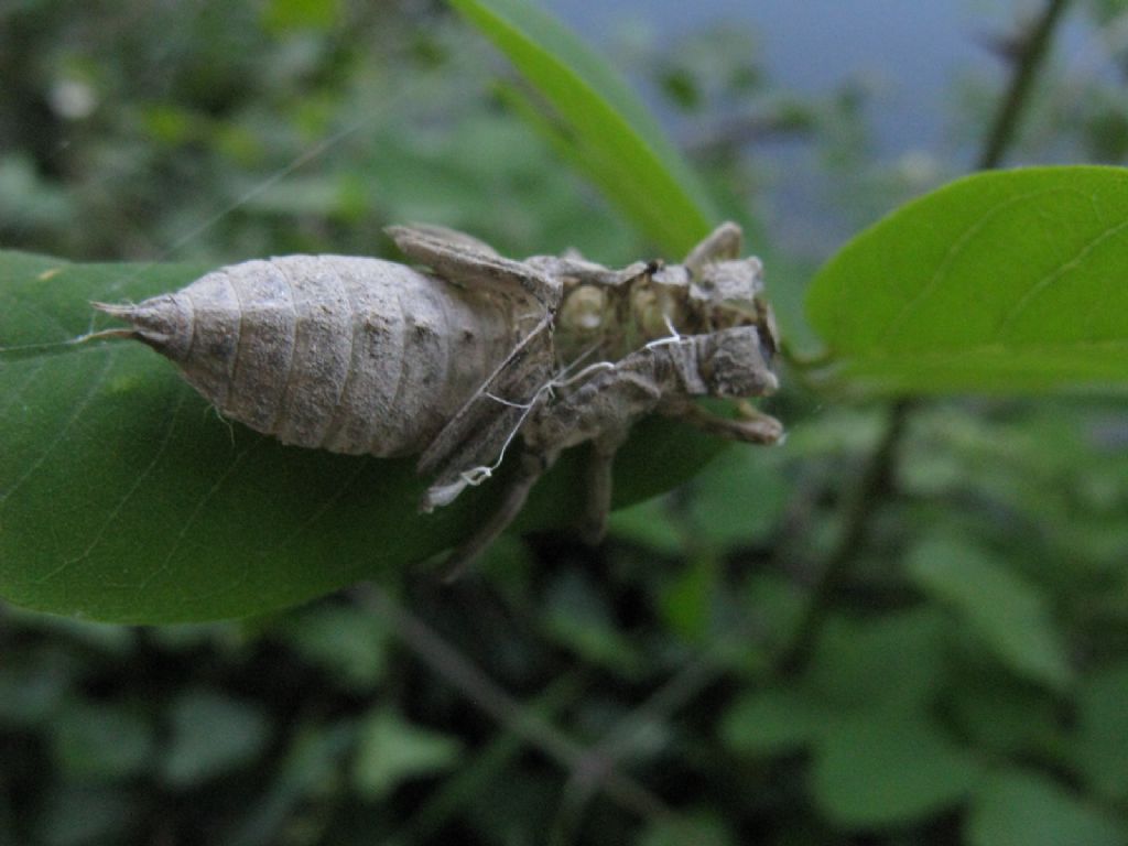 Exuvia di Libellula fulva? no, di Orthetrum, prob. cancellatum