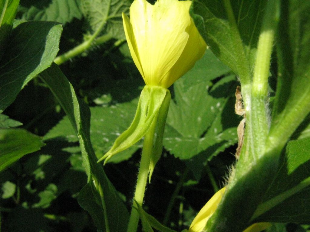 Oenothera sp.