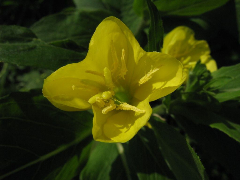 Oenothera sp.