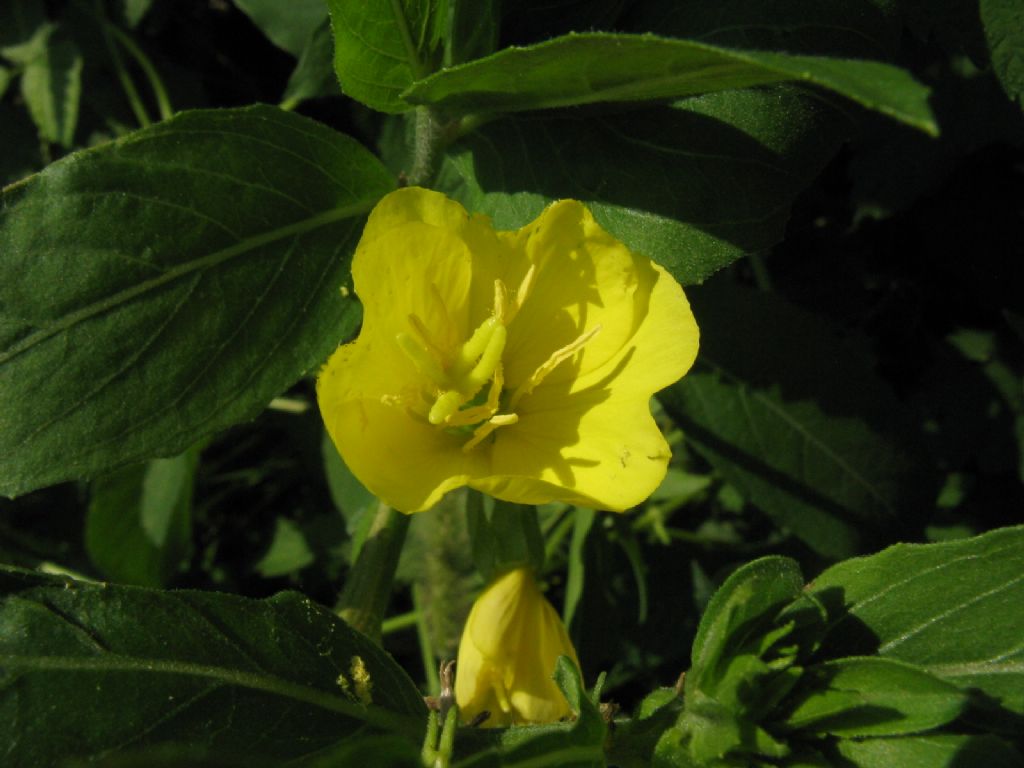 Oenothera sp.