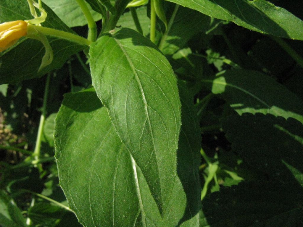 Oenothera sp.