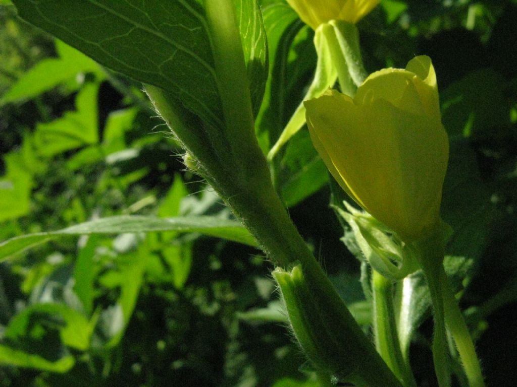 Oenothera sp.