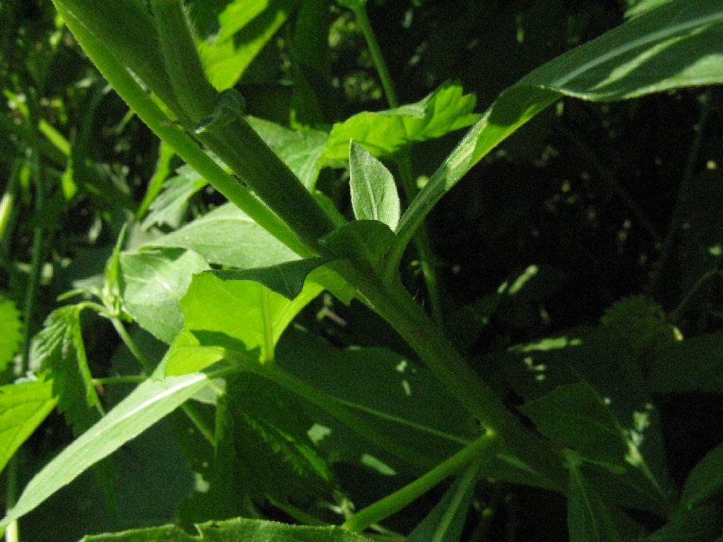 Oenothera sp.