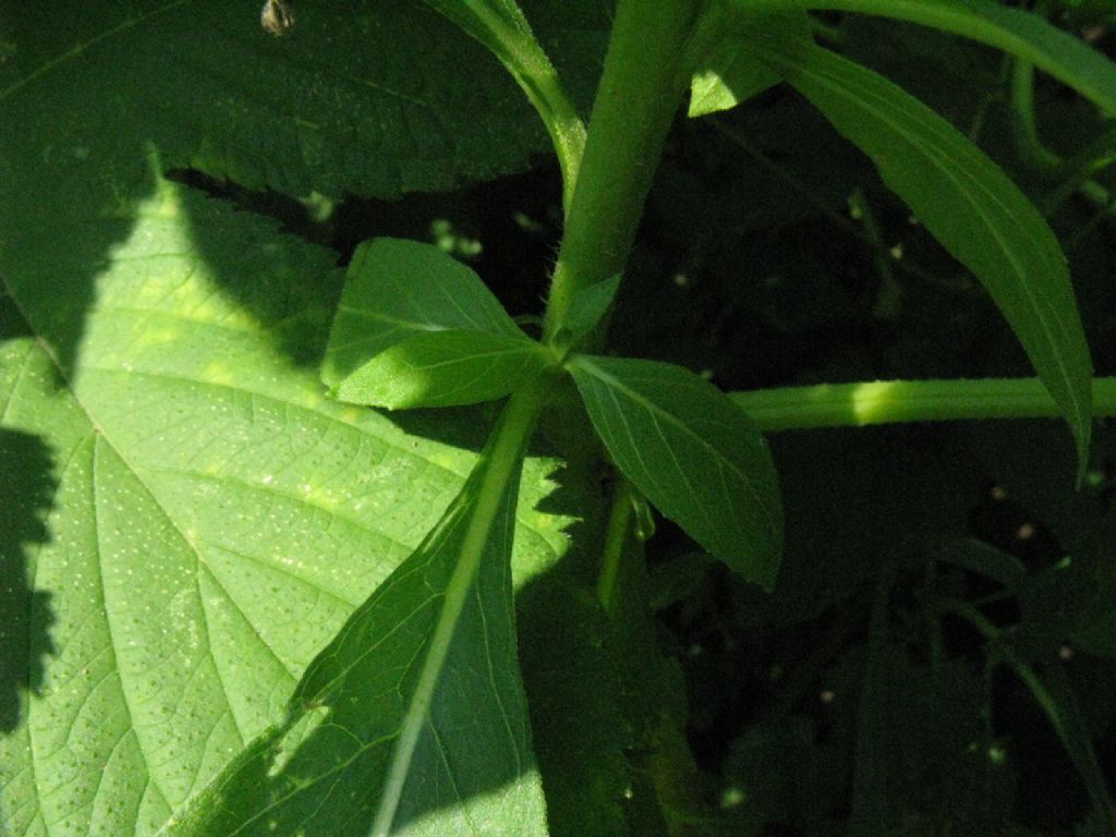 Oenothera sp.