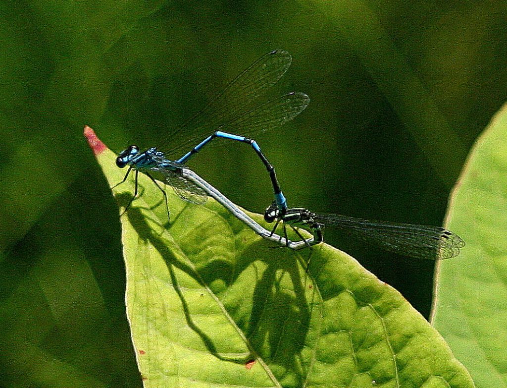 Coenagrion puella? S