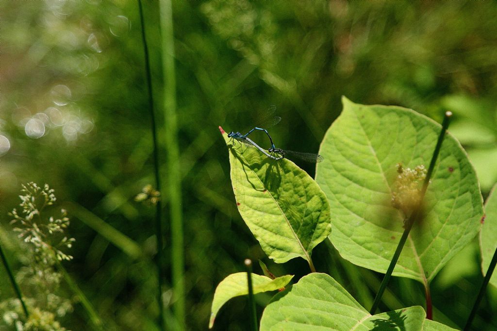 Coenagrion puella? S