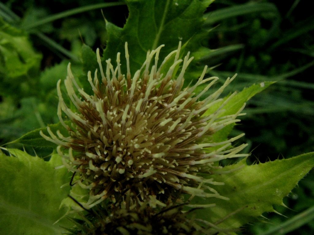 Cirsium oleraceum / Cardo giallastro