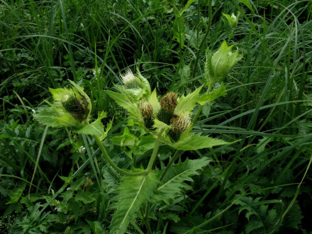 Cirsium oleraceum / Cardo giallastro