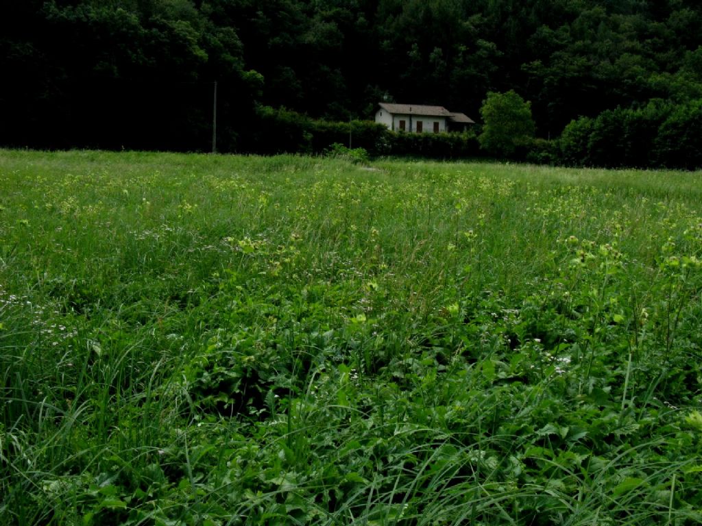 Cirsium oleraceum / Cardo giallastro