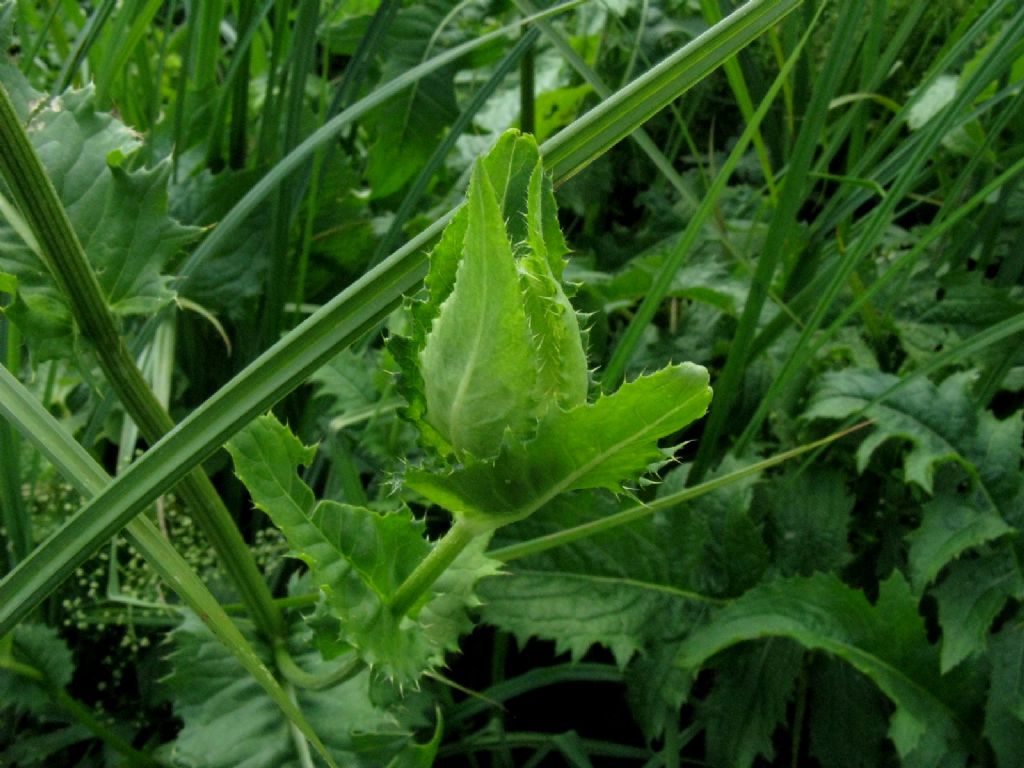 Cirsium oleraceum / Cardo giallastro