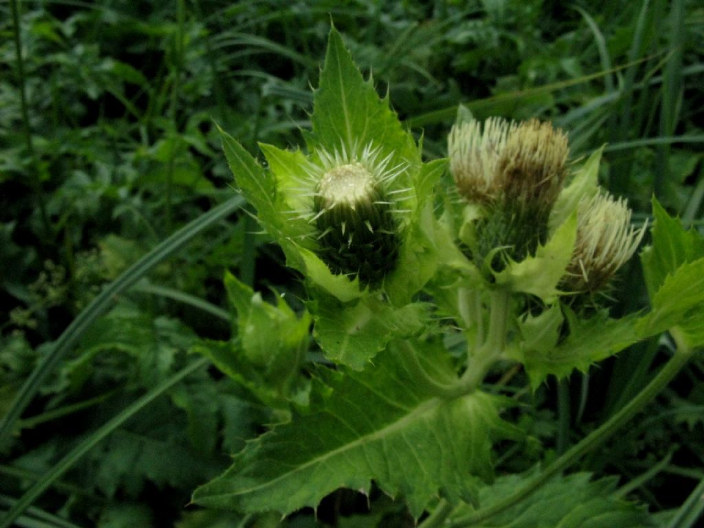 Cirsium oleraceum / Cardo giallastro