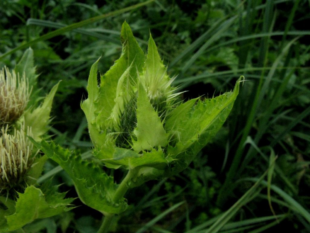 Cirsium oleraceum / Cardo giallastro