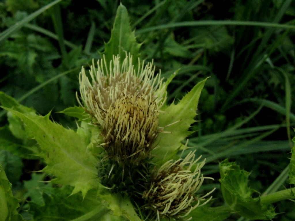 Cirsium oleraceum / Cardo giallastro