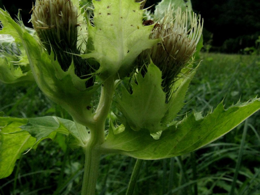 Cirsium oleraceum / Cardo giallastro