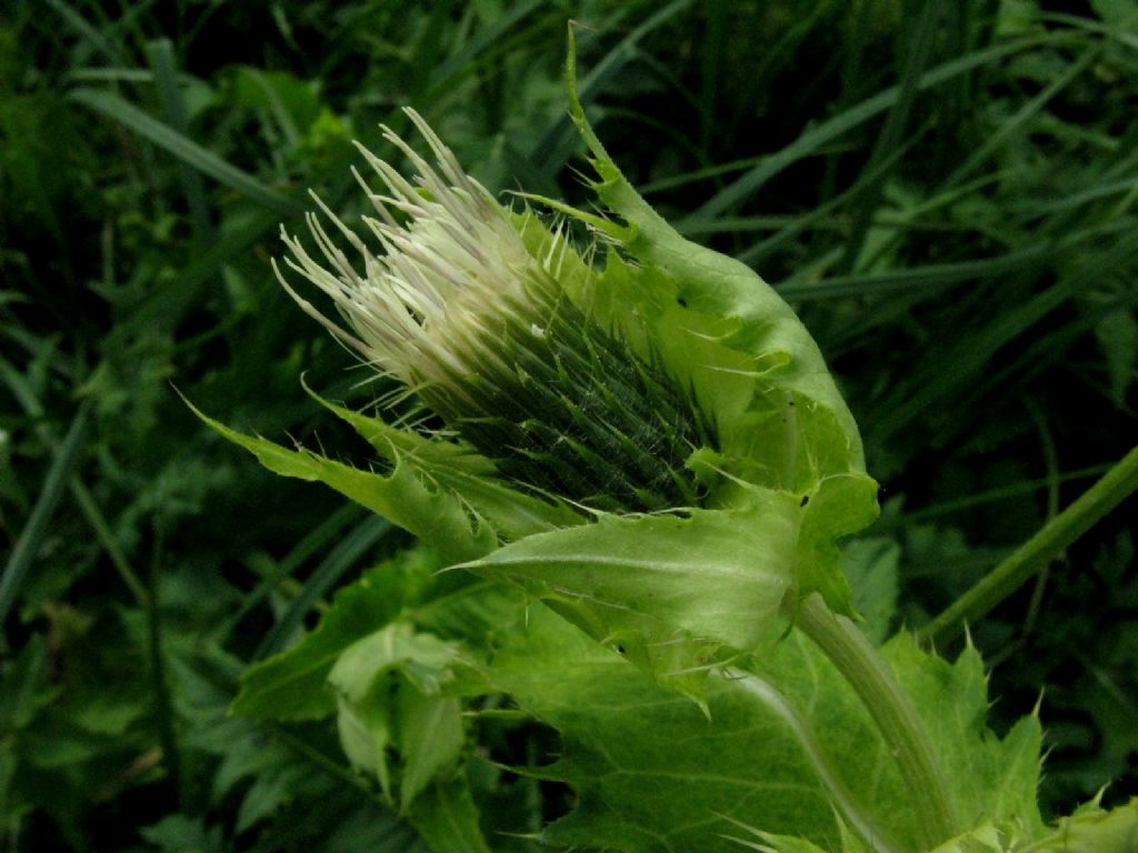 Cirsium oleraceum / Cardo giallastro