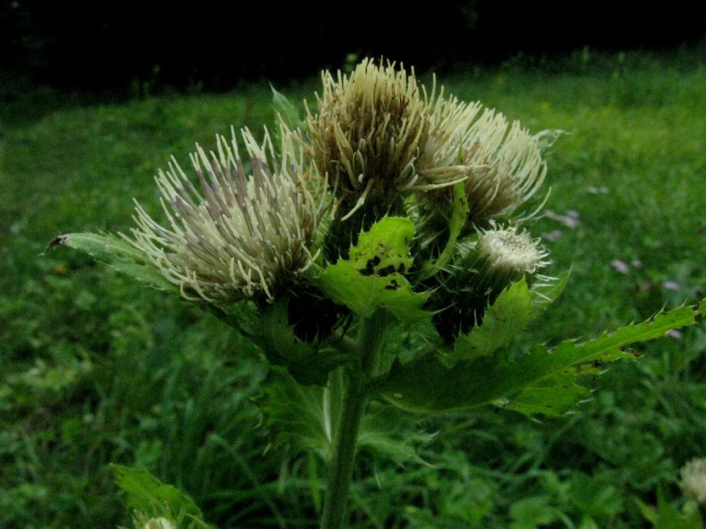 Cirsium oleraceum / Cardo giallastro