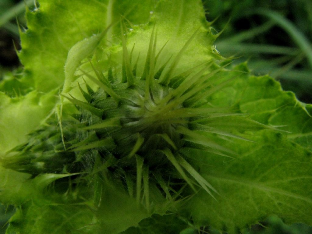 Cirsium oleraceum / Cardo giallastro