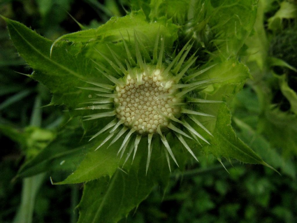 Cirsium oleraceum / Cardo giallastro