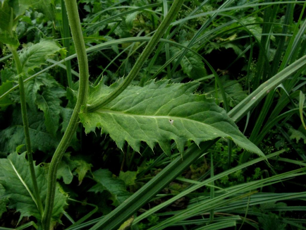 Cirsium oleraceum / Cardo giallastro