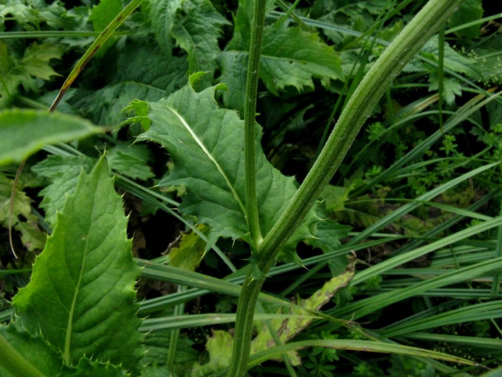 Cirsium oleraceum / Cardo giallastro