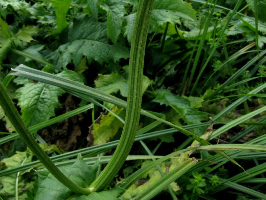 Cirsium oleraceum / Cardo giallastro