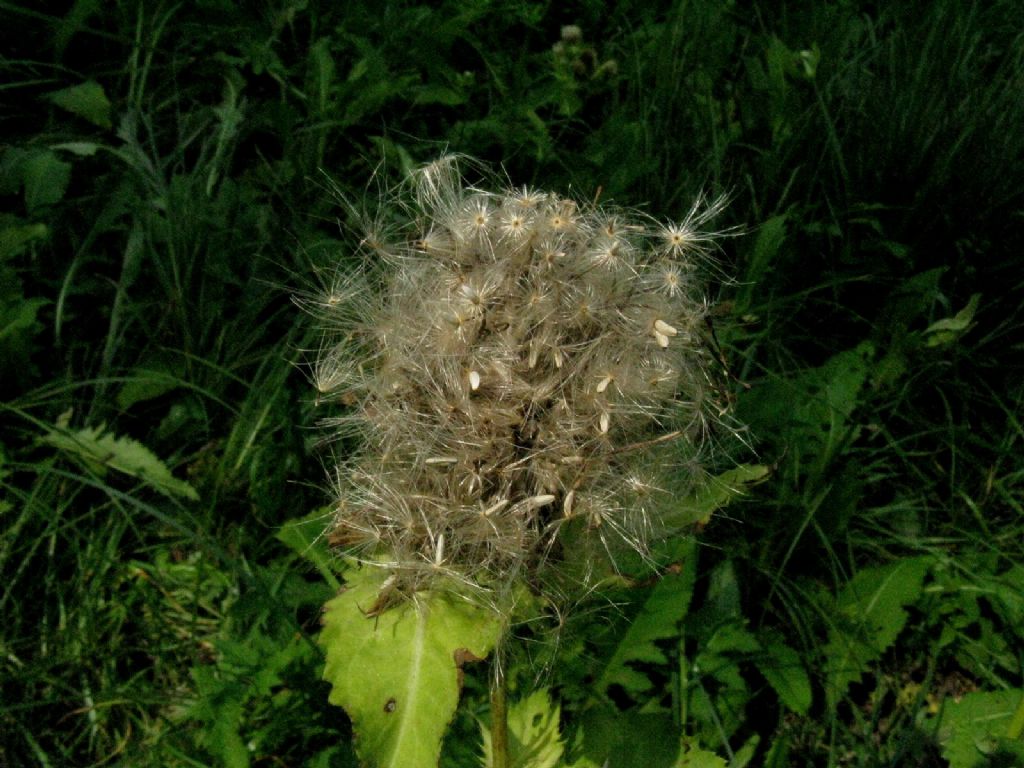 Cirsium oleraceum / Cardo giallastro