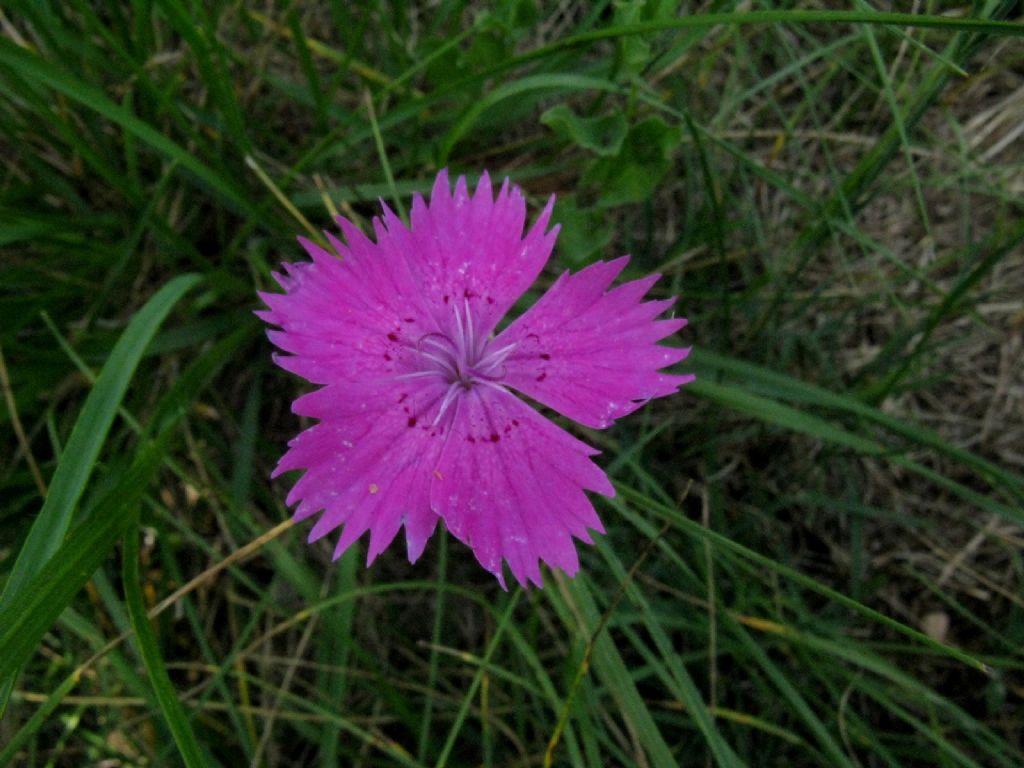Dianthus...? Dianthus seguieri