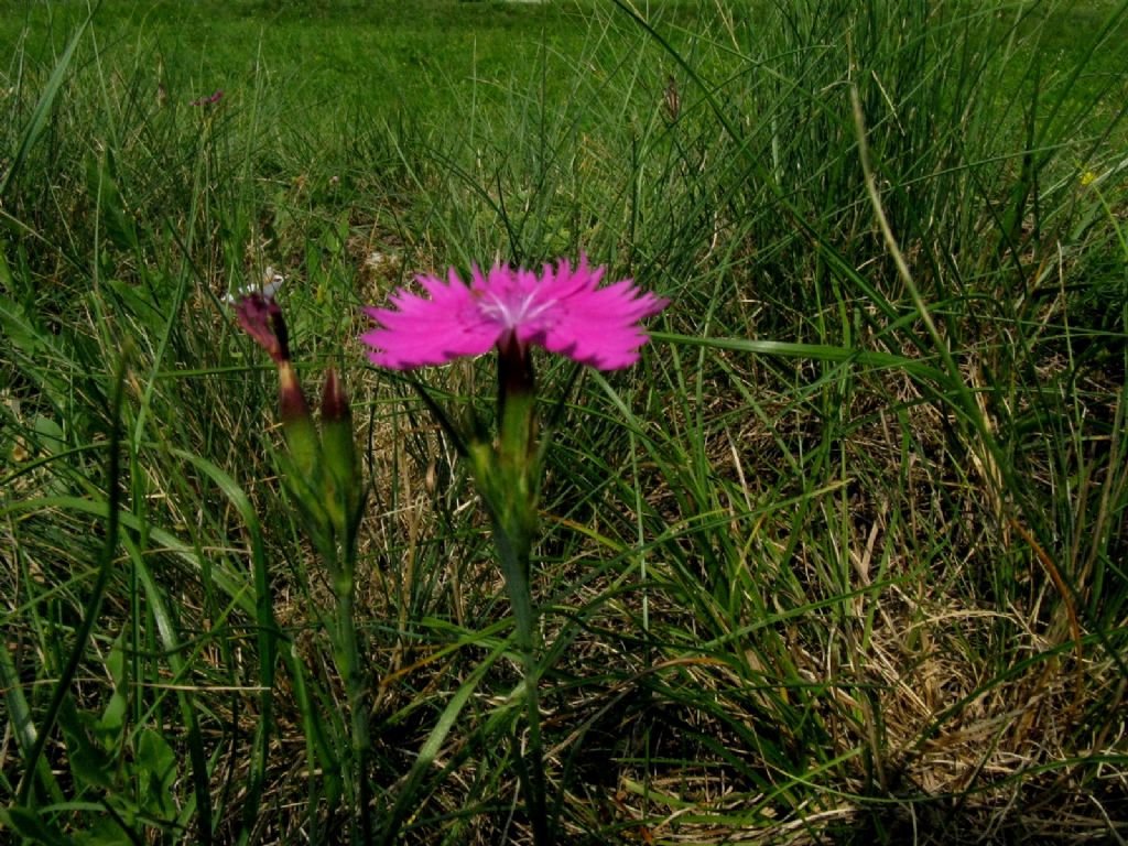 Dianthus...? Dianthus seguieri