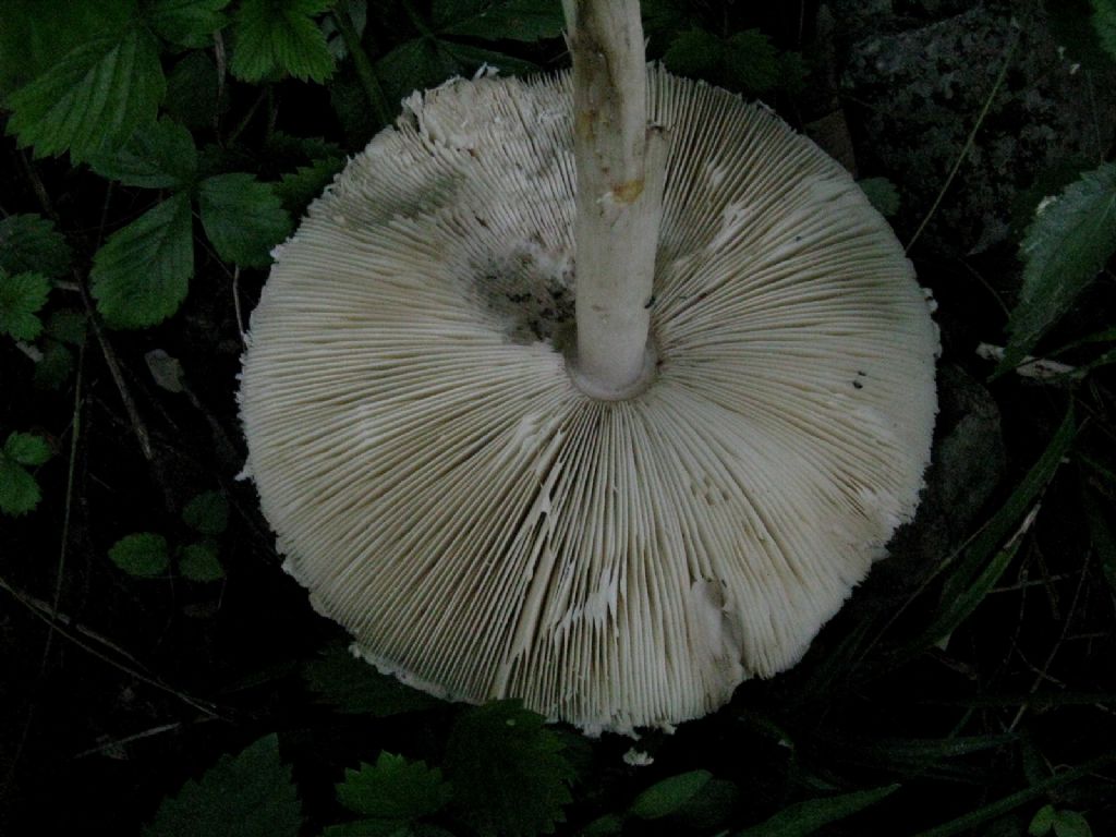 Lepiota cfr. cristata