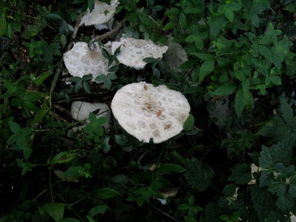Lepiota cfr. cristata