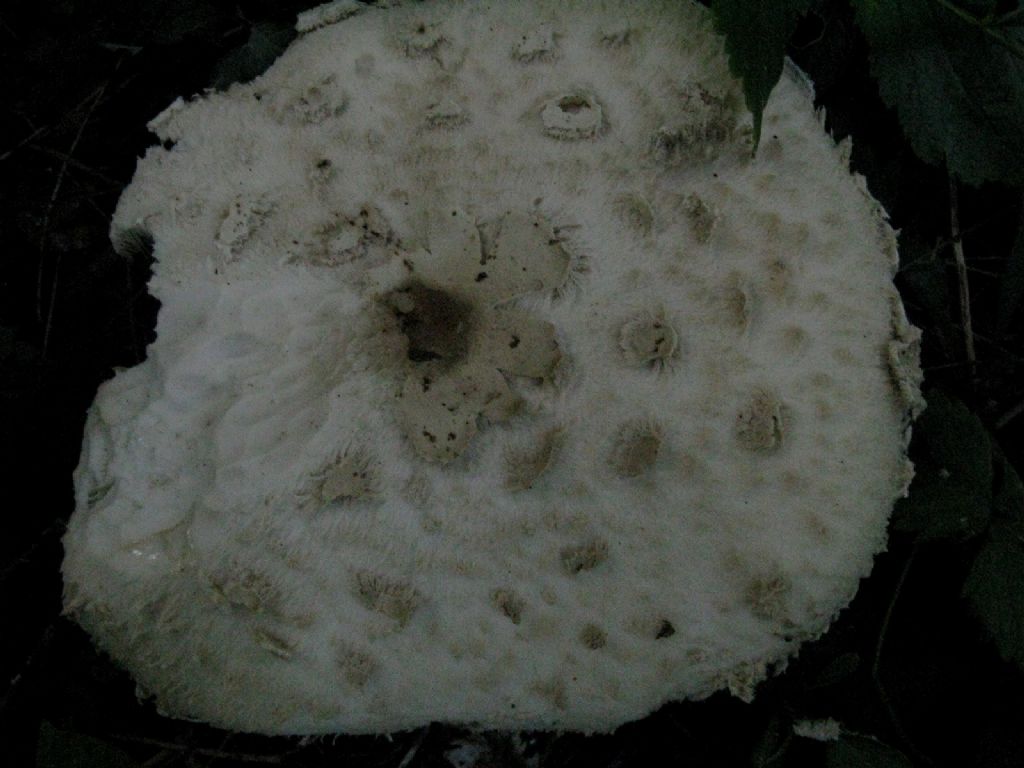 Lepiota cfr. cristata
