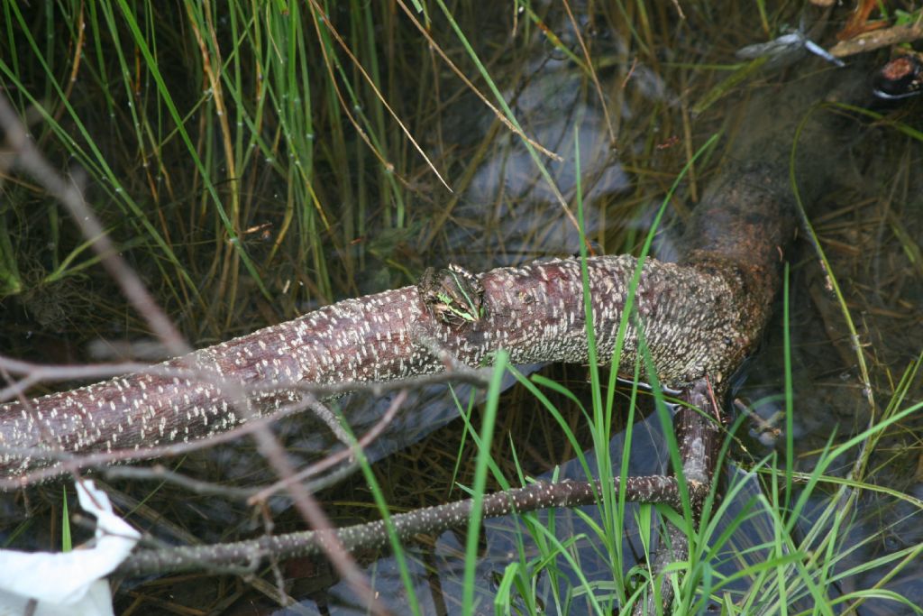 Pelophylax lessonae? Pelophylax sp. (Trezzo d''Adda)