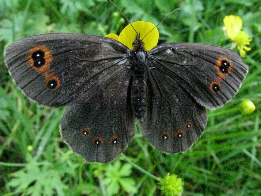 Erebia aethiops M o F?  F.