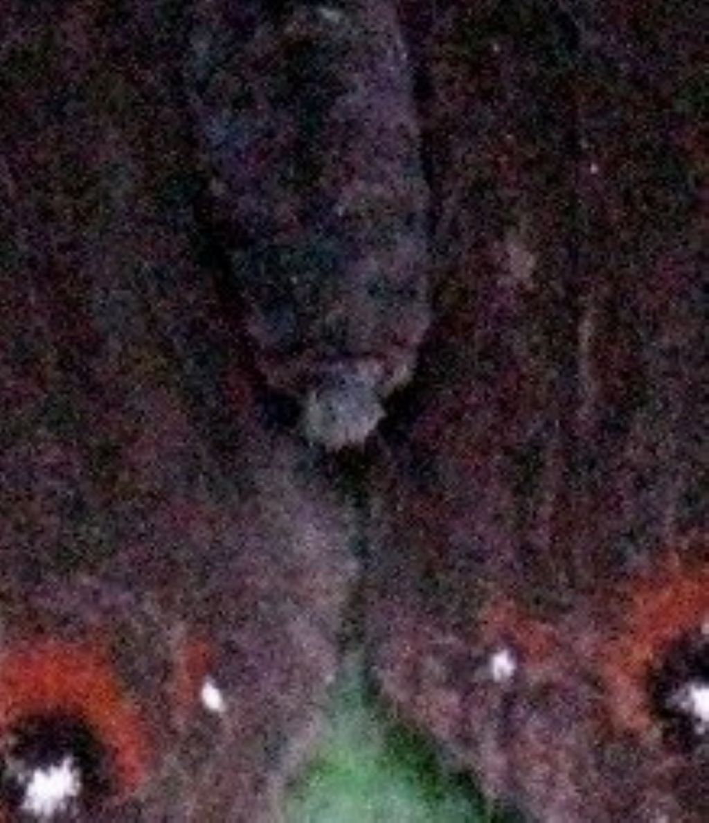 Erebia aethiops M o F?  F.