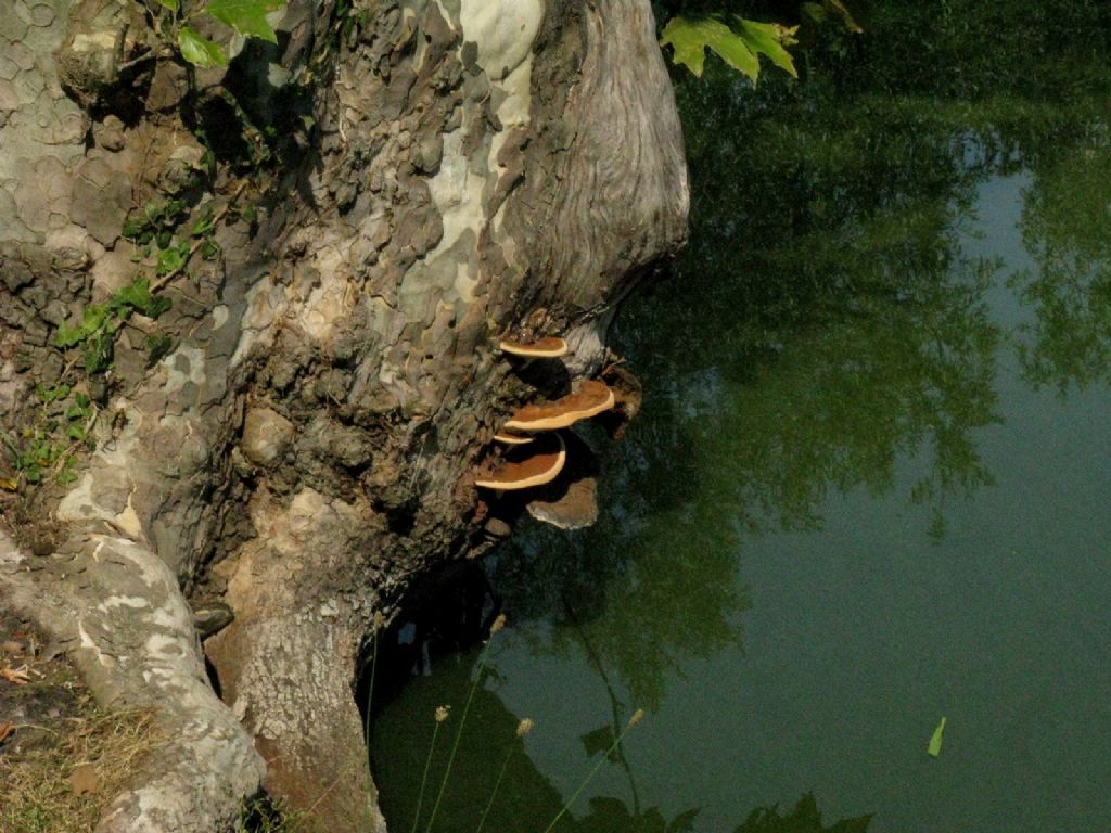 Fomitopsis pinicula?