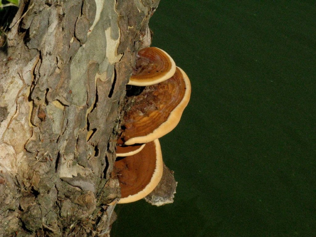 Fomitopsis pinicula?