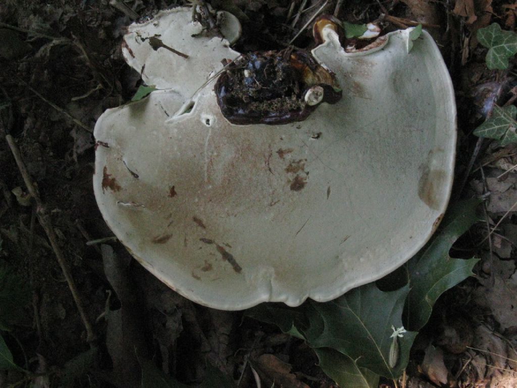 Ganoderma...? S�, Ganoderma adspersum