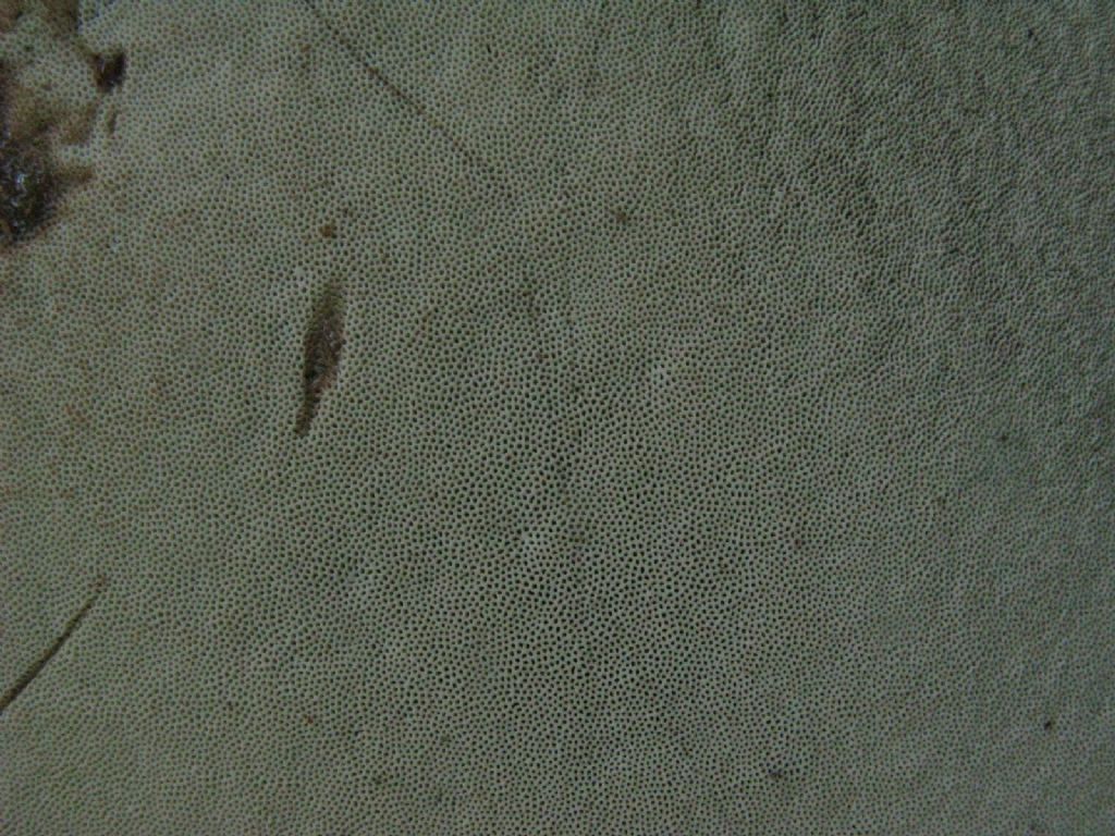 Ganoderma...? S�, Ganoderma adspersum