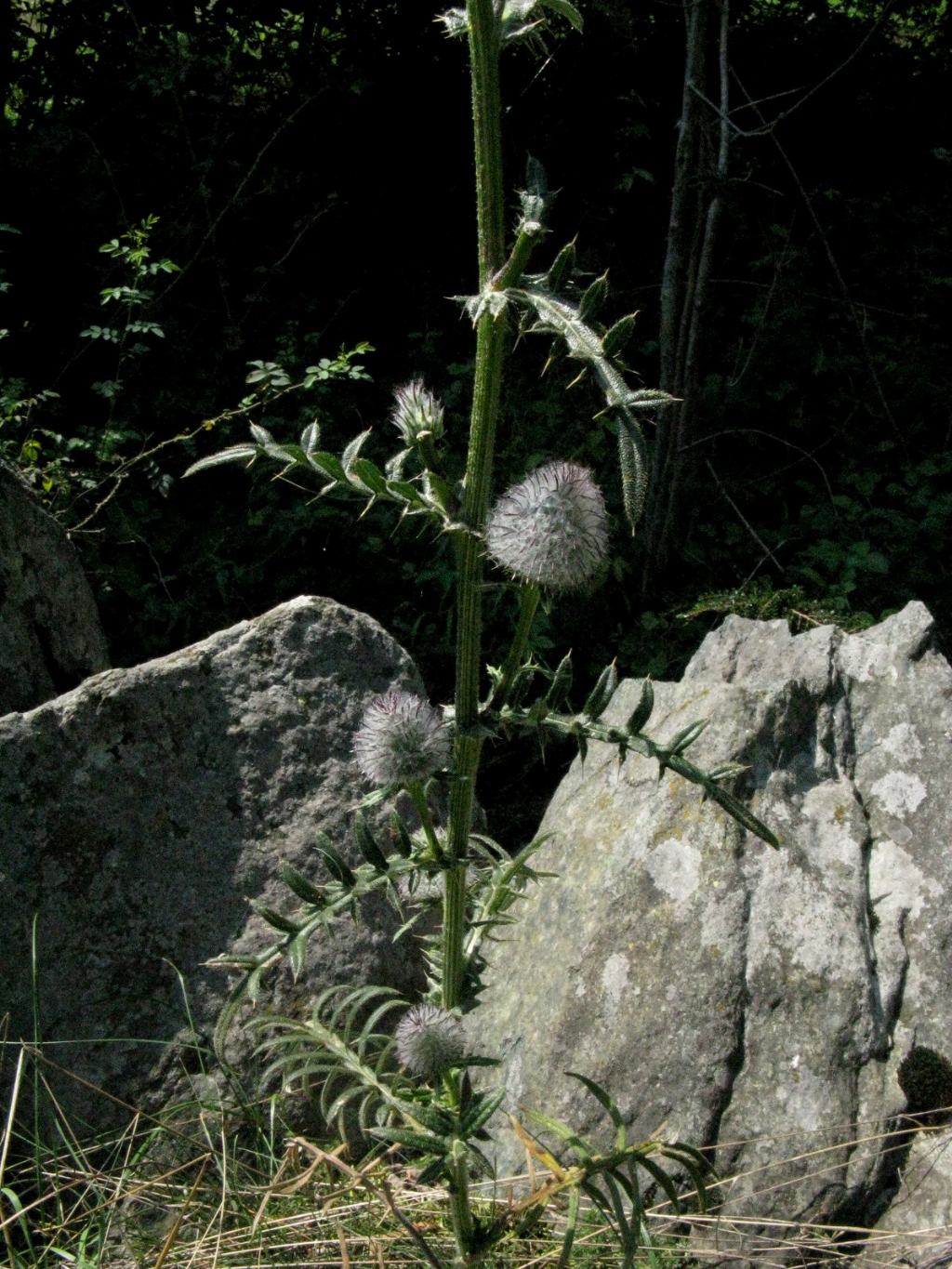 Cirsium...? Cirsium eriophorum