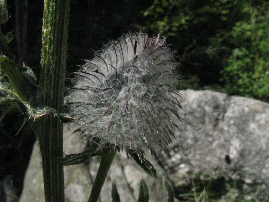 Cirsium...? Cirsium eriophorum