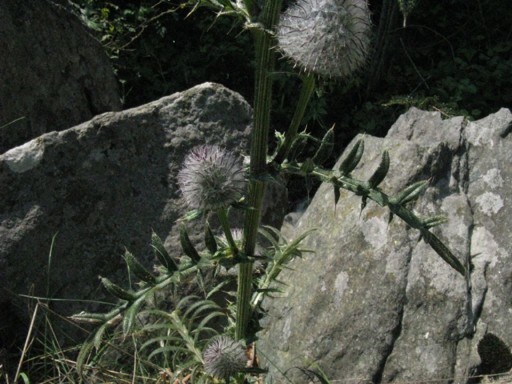 Cirsium...? Cirsium eriophorum