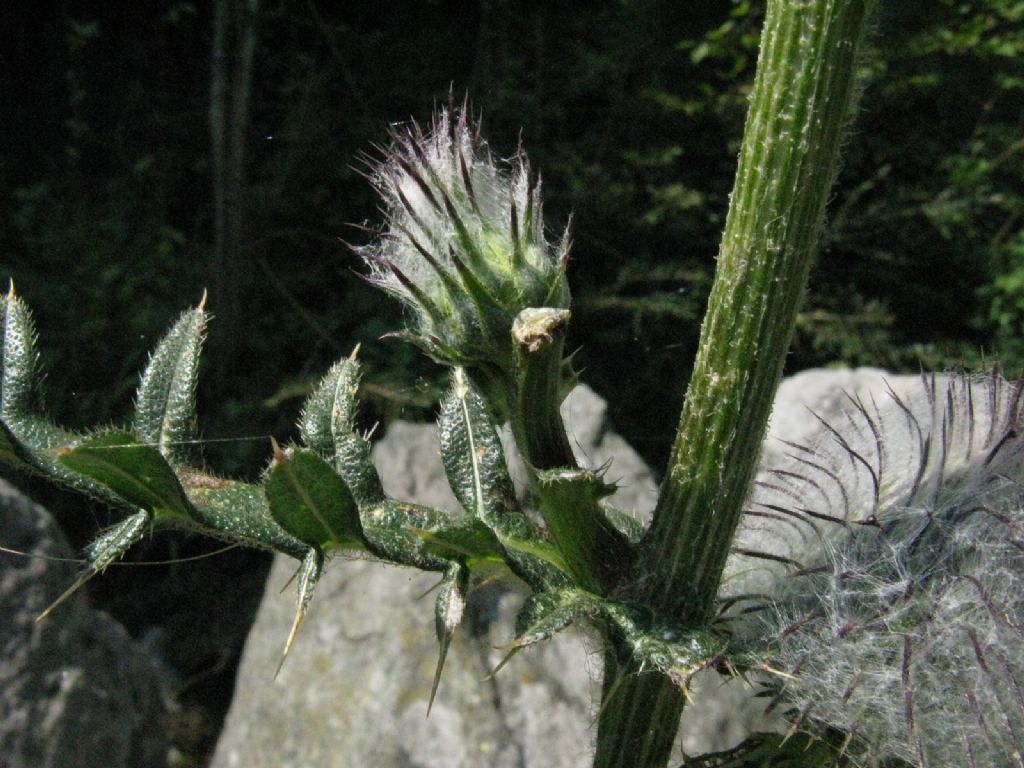 Cirsium...? Cirsium eriophorum