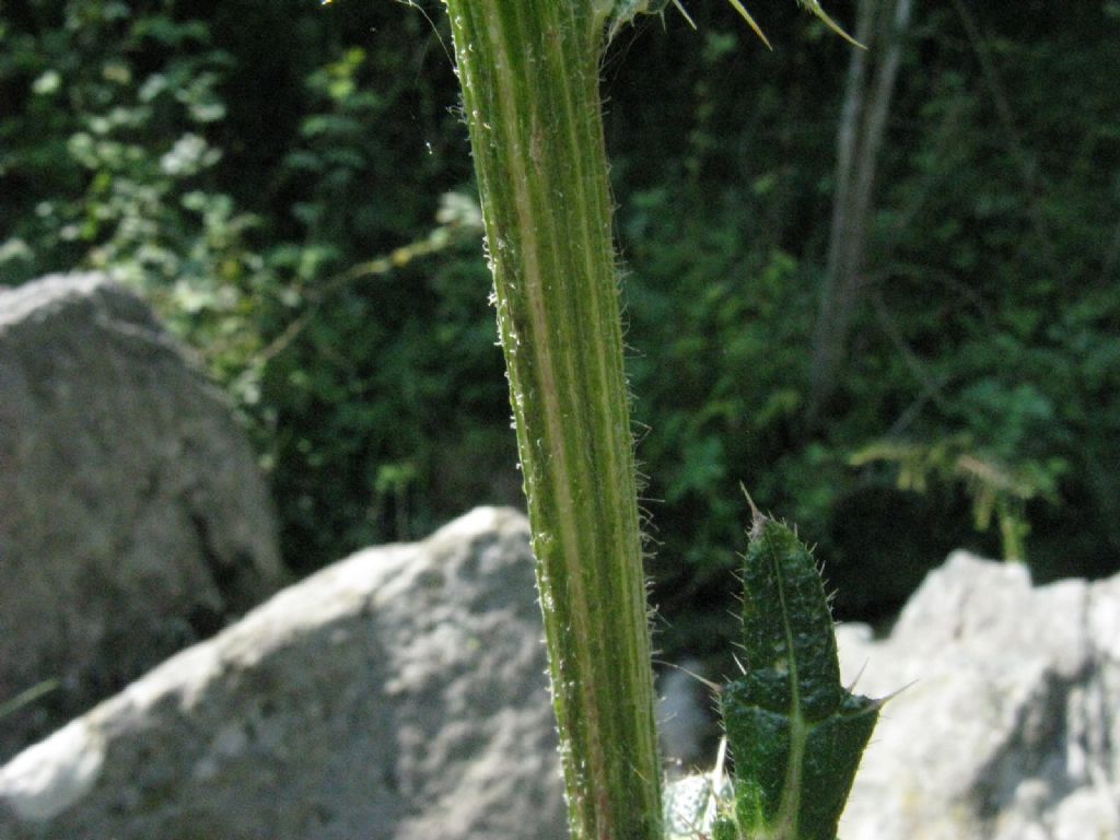 Cirsium...? Cirsium eriophorum